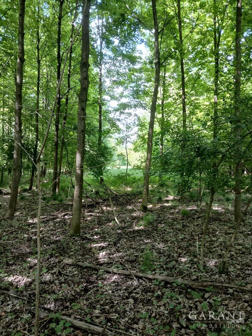 Idyllisches Forstgrundstück in naturnaher Lage bei Buxheim
