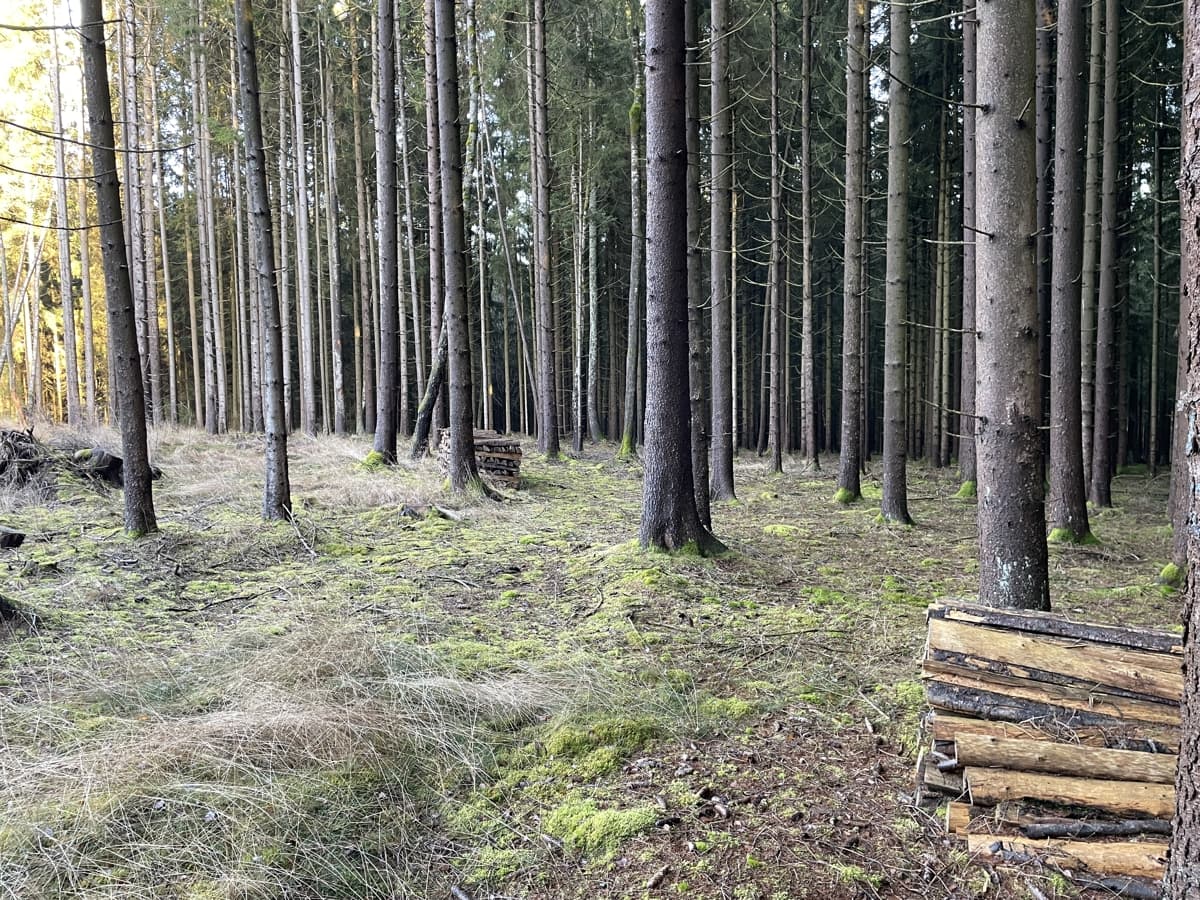 Großzügige Waldfläche in Moosbach – sofort verfügbar!
