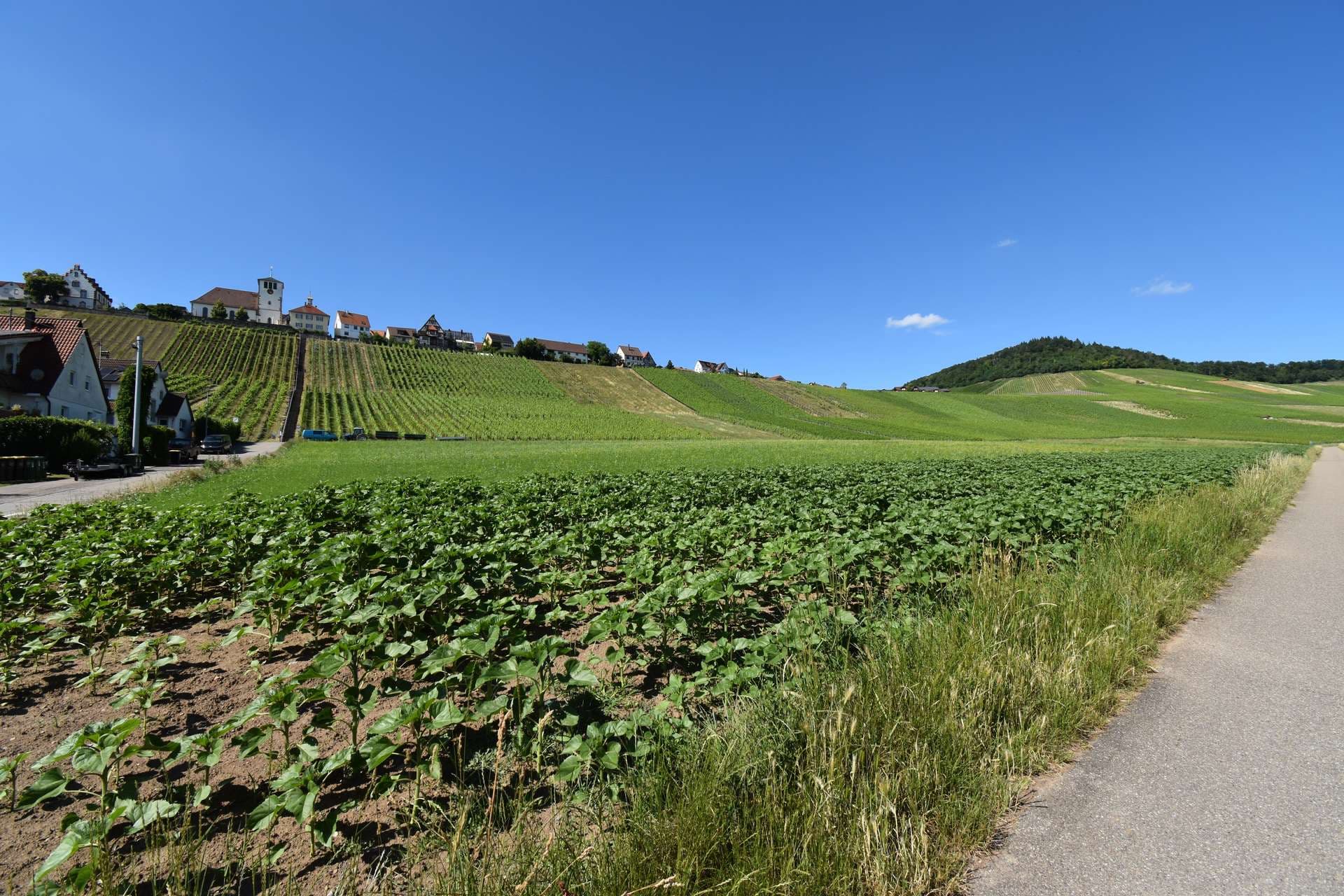 Wohnen unterhalb vom Weinberg