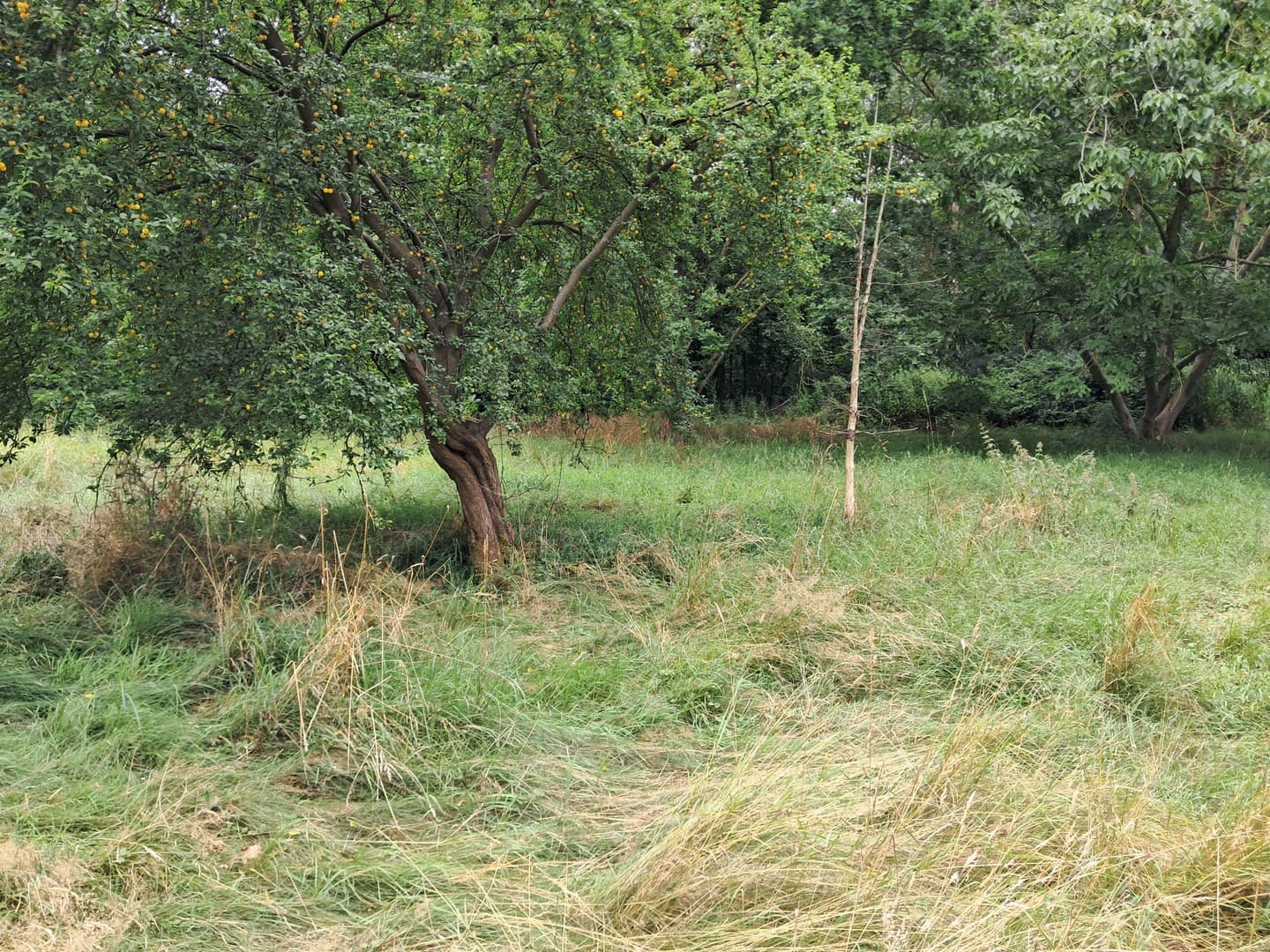 Großes, zentrales Grundstück mit Baufenster und positivem Bauvorbescheid in Hitzacker(Elbe)