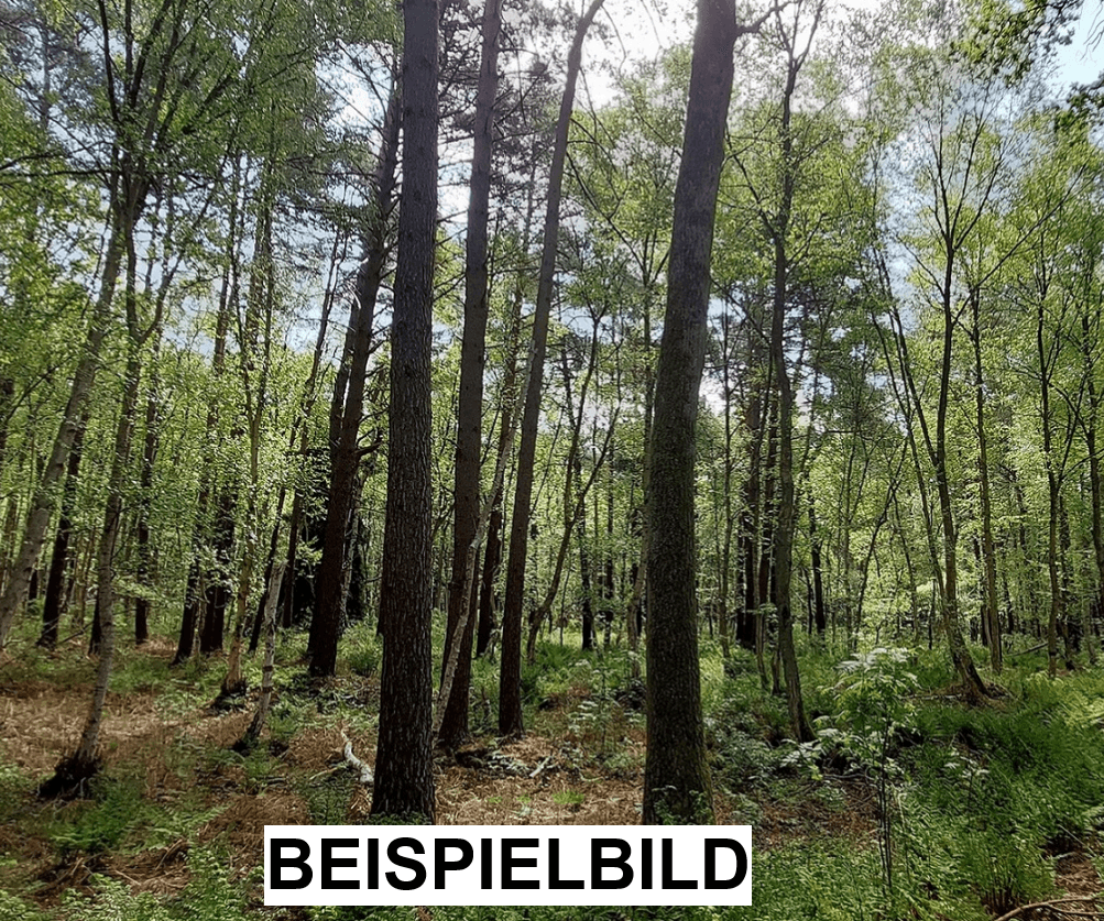 Waldgrundstück in Bissendorf (KEIN BAUGRUNDSTÜCK)