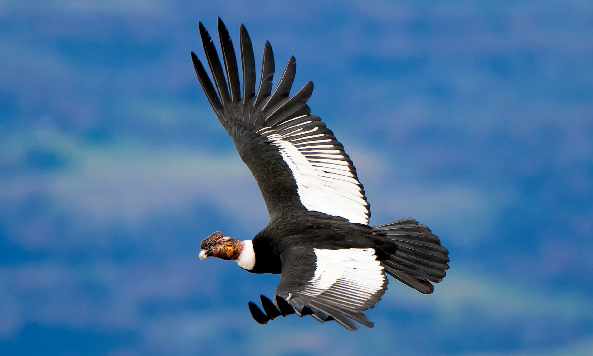 Höhenlage deluxe: Leben, wo der Kondor fliegt!