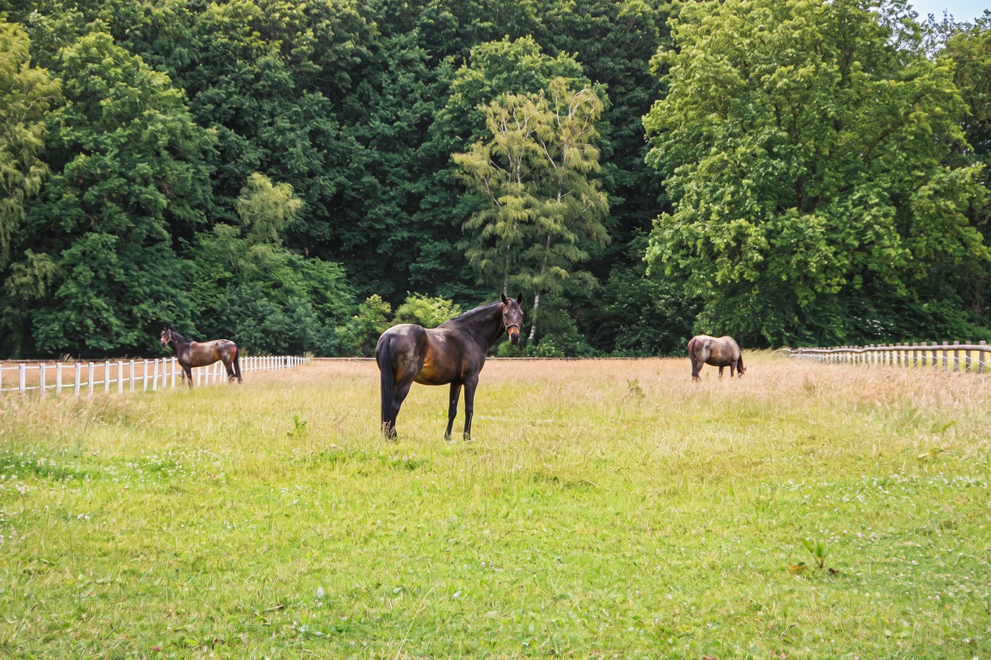Wohnen auf dem Reiterhof