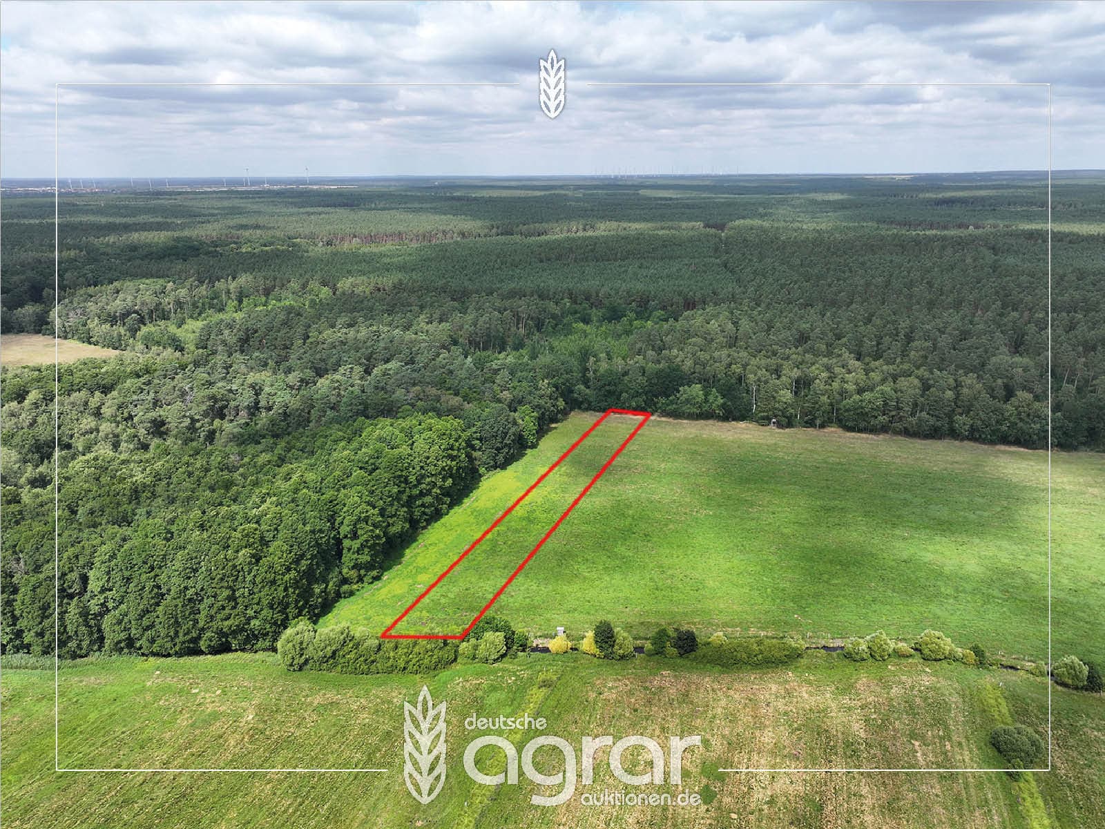 Grünland (ca. 0,3 ha) zw. Gardelegen und Letzlingen - am Rande der Colbitz-Letzlinger Heide