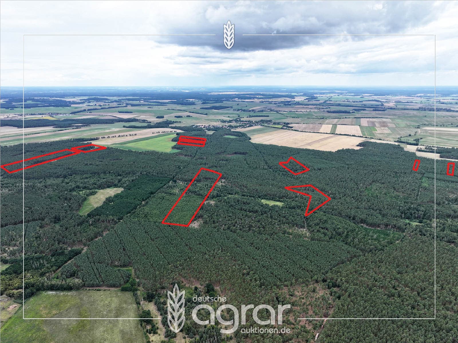 Kiefernwald (ca. 29 ha) zw. Brandenburg an der Havel und Rathenow
