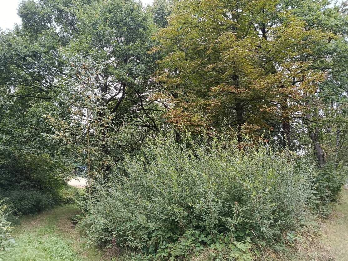 kleines Grundstück (Brachland, tlw. mit Bäumen bewachsen) südlich von Eschershausen (Lkr. Holzminden)
