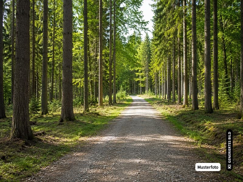 Land-/Forstgrundstück Stockberg - Attraktive Immobilienchance ohne Provision