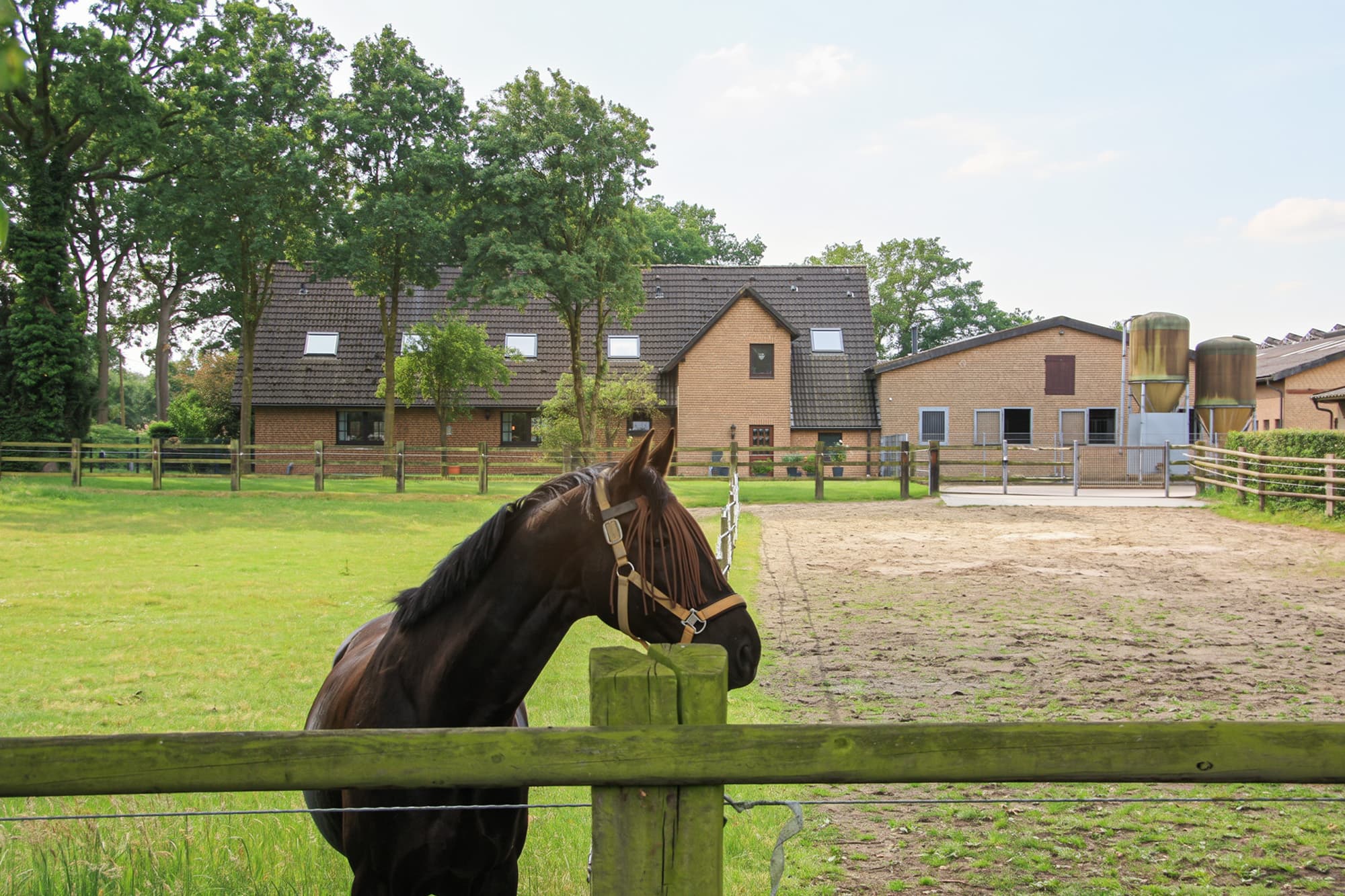 Wo Pferd und Zuhause eins werden