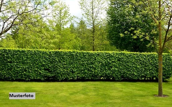 Freizeitgartenfläche
