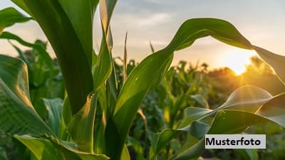 Landwirtschaftsfläche