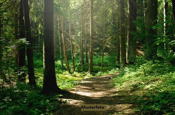 Unbebautes Grundstück/Waldfläche