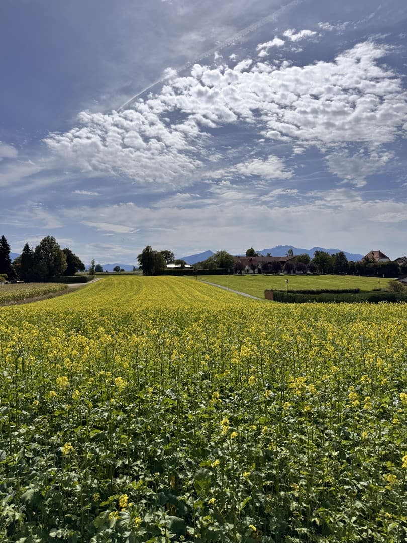 Baugrundstück mit Bergblick in Breitbrunn am Chiemsee