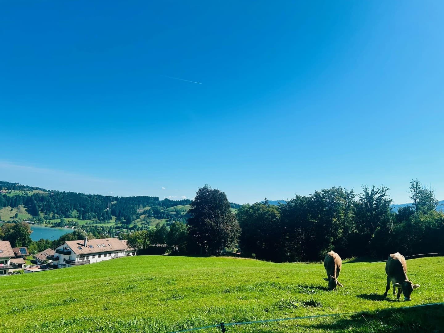 Wohnen oberhalb des Alpsees – Eigentumswohnung mit traumhafter Lage im Allgäu