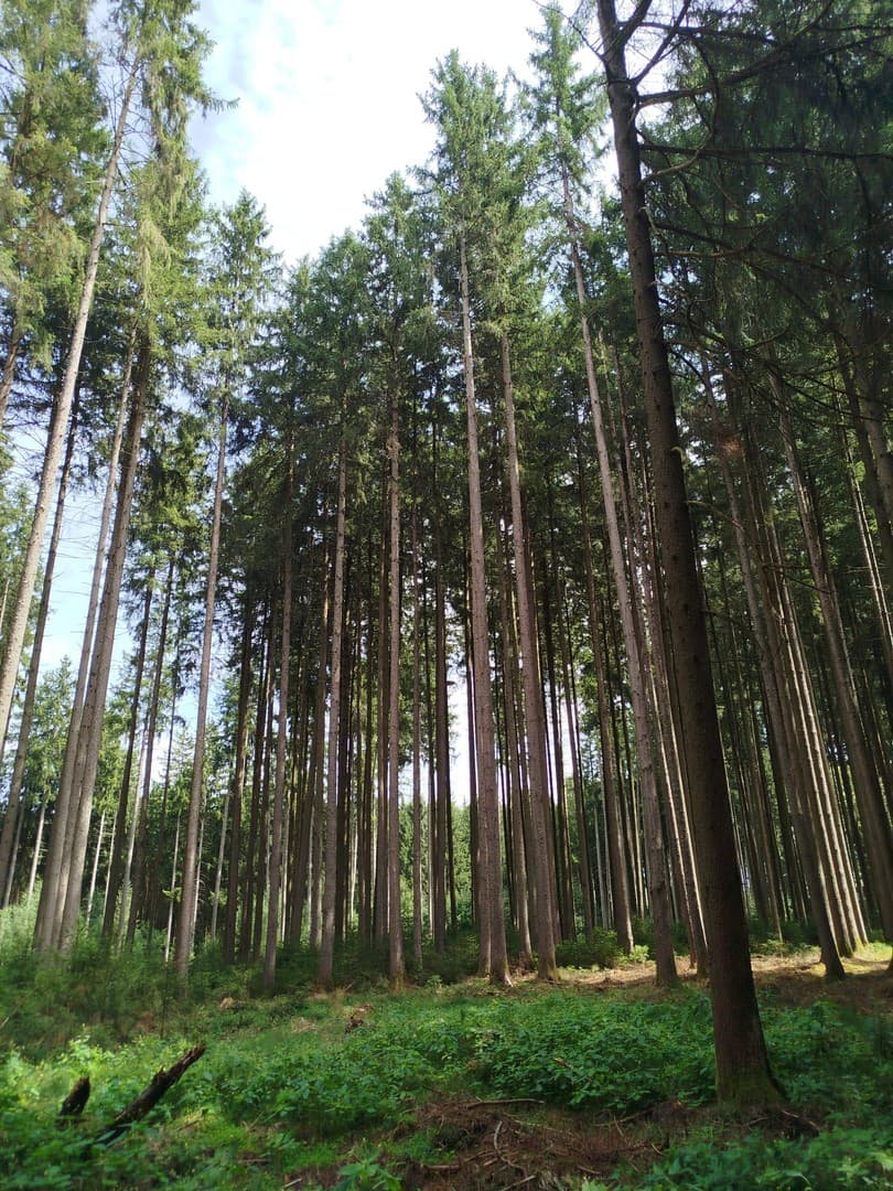 Gut bestockte Waldfläche zu verkaufen