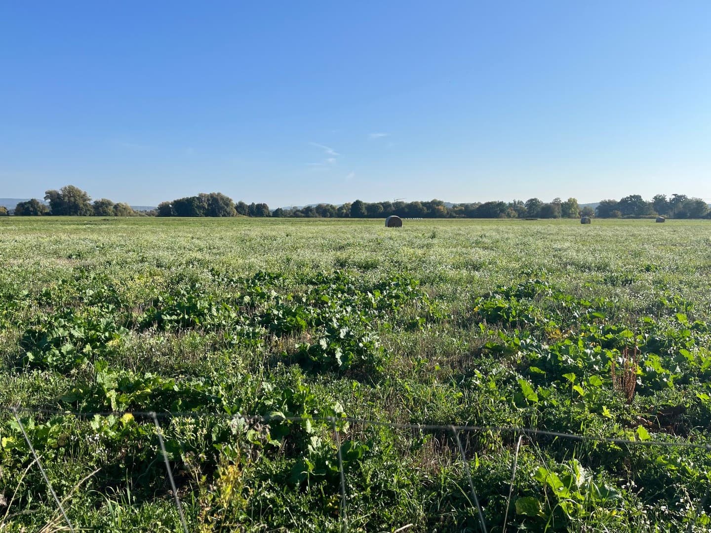 Grundstück Ackerland Wässerwiese in 1a-Aue-Lage – 53.600 m² (5,36 ha) bei Baiersdorf – gegen Gebot