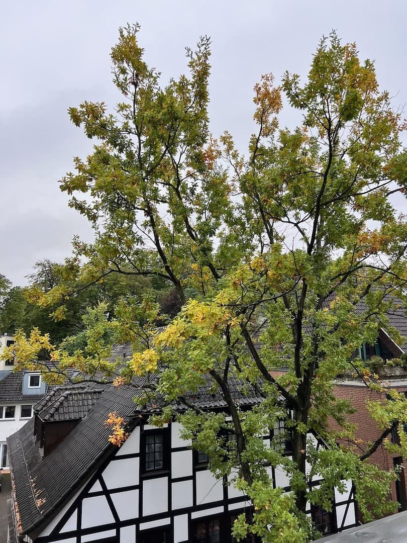 Zentrum Siegburg: Ruhige DG-Wohnung mit Michaelsberg-Blick und Terrasse, Sofort frei!