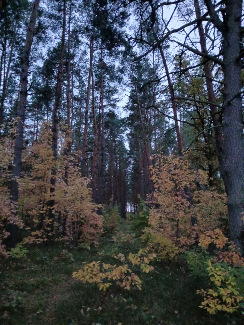 Attraktive Waldfläche mit gewachsenem Kiefernbestand – 3,4 ha in Wandlitz-Klosterfelde
