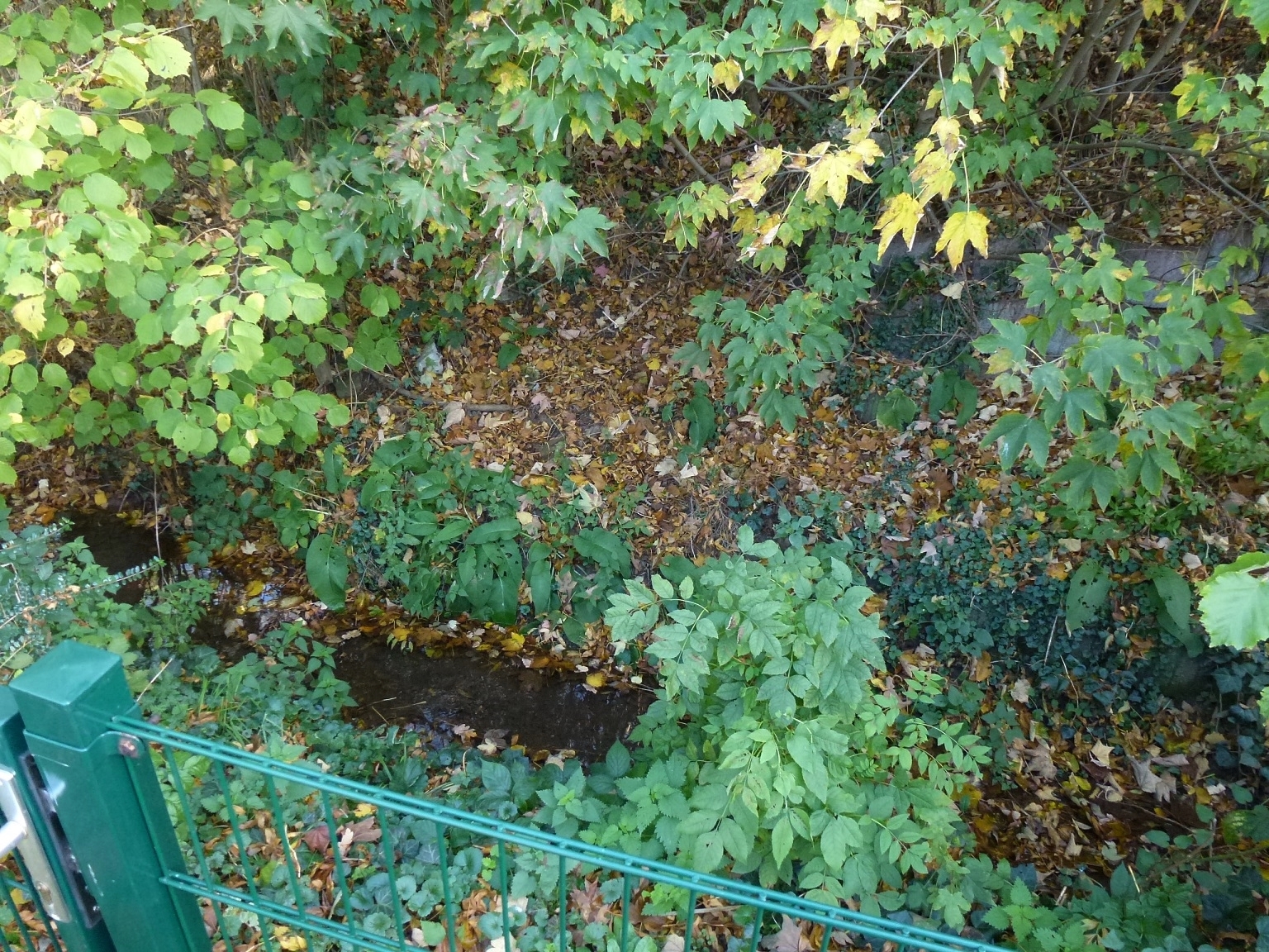 bg