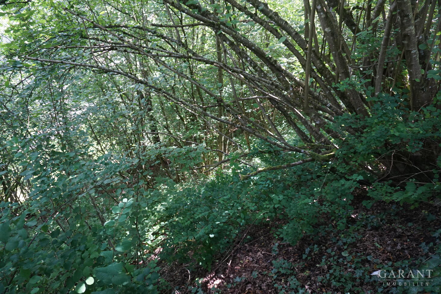 bg