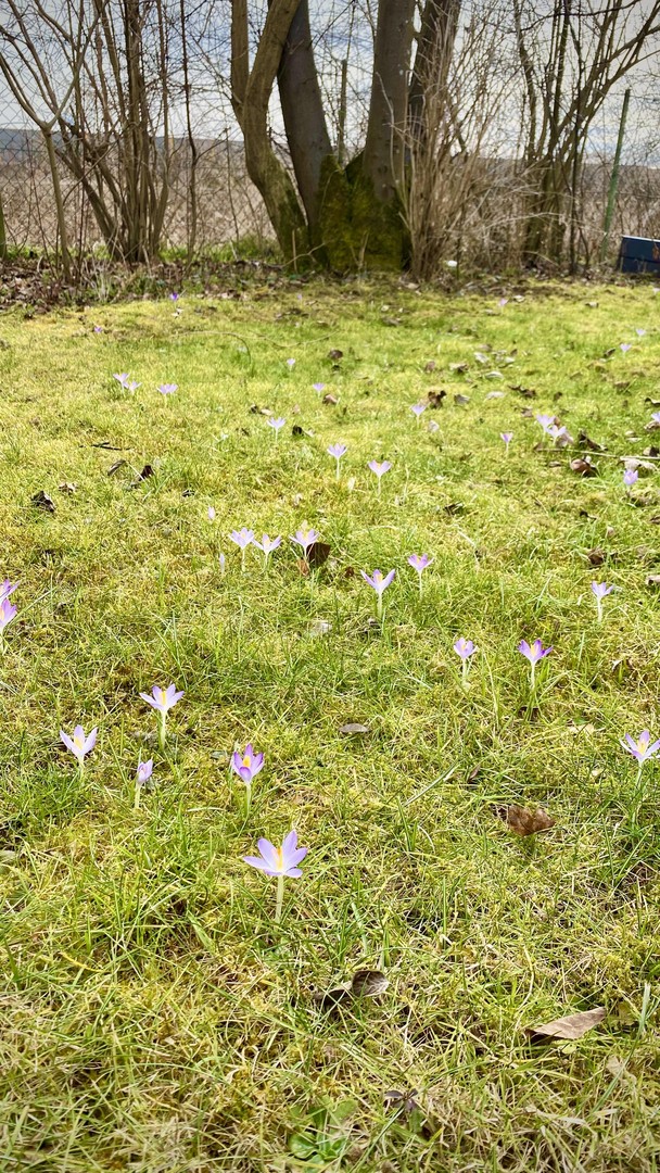 Property thumbnail 18