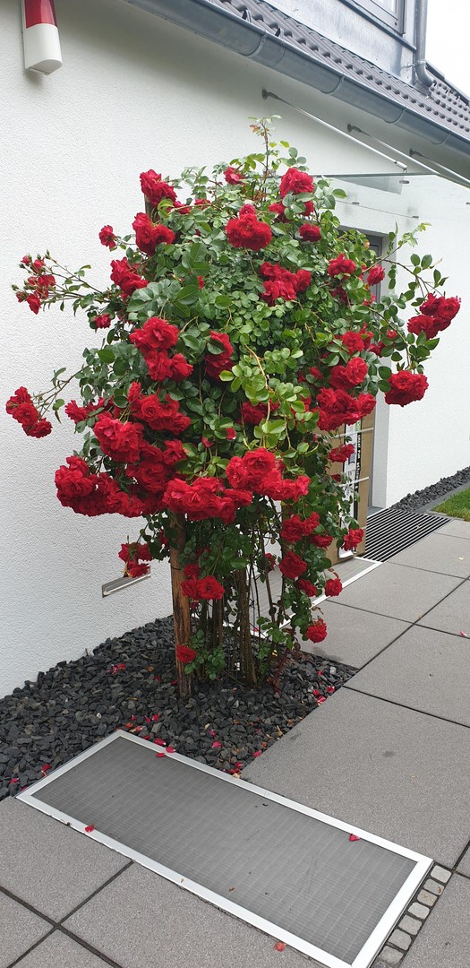 Freistehendes Einfamilienhaus