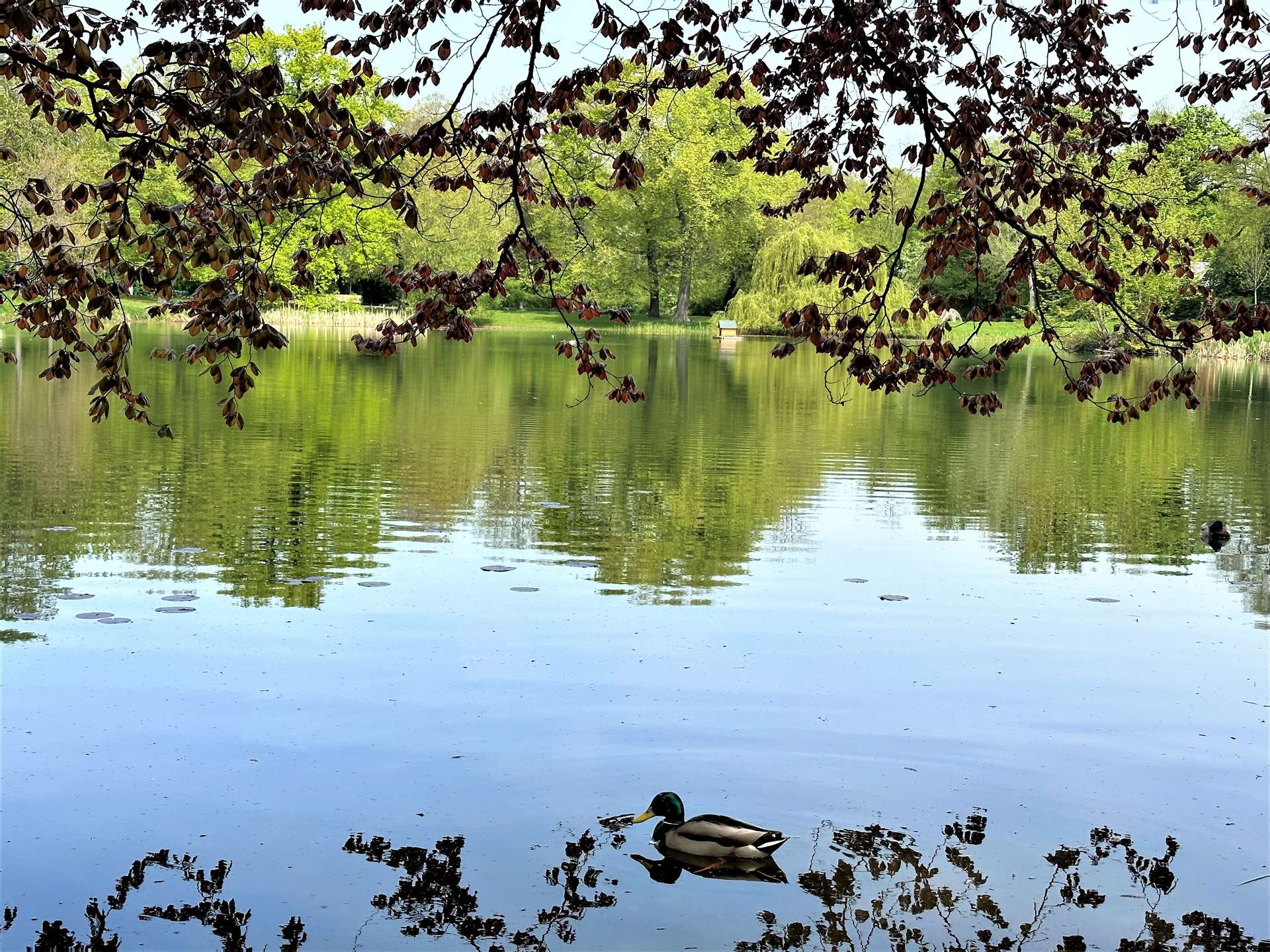 Property thumbnail 29