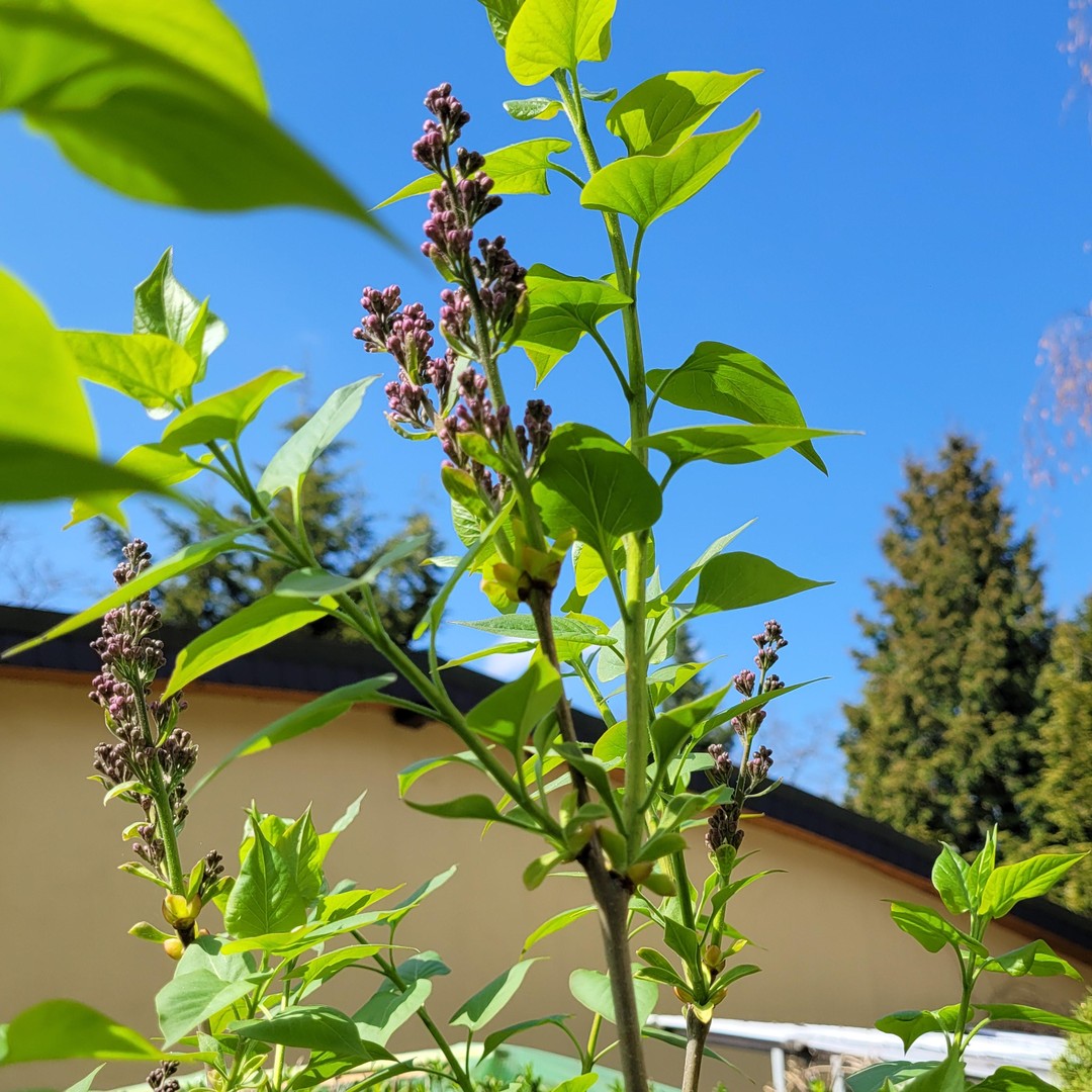 Property thumbnail 31