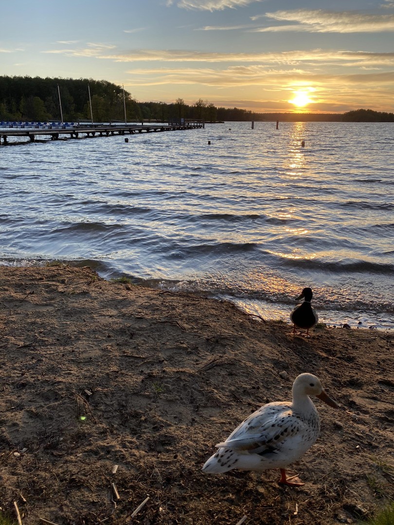 Ferienhaus mit eigenem Bootssteg im Hafendorf Rheinsberg – Rheinsberg – Vorschaubild 33