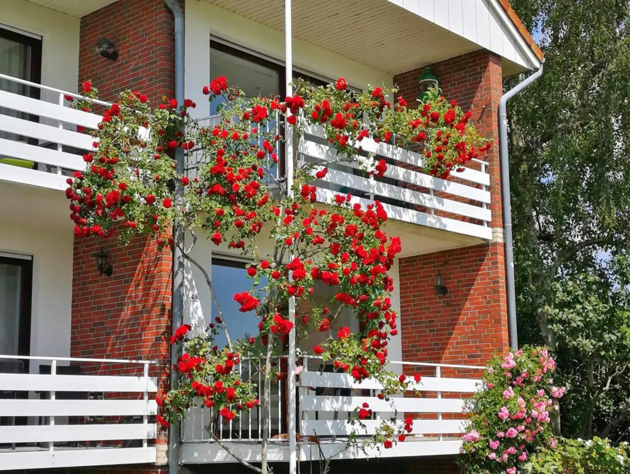 Rosige Zeiten! Wohnung im Reihenhaus-Stil direkt am Deich: 2 Wohneinheiten, 2 Küchen, 2 Bäder!