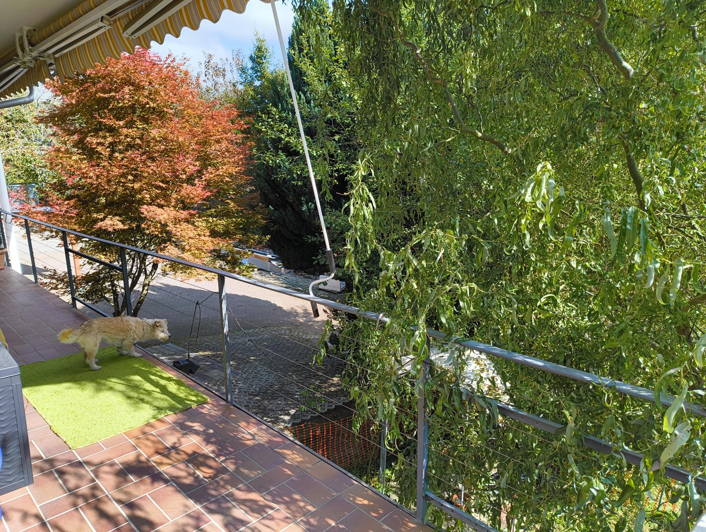 bg