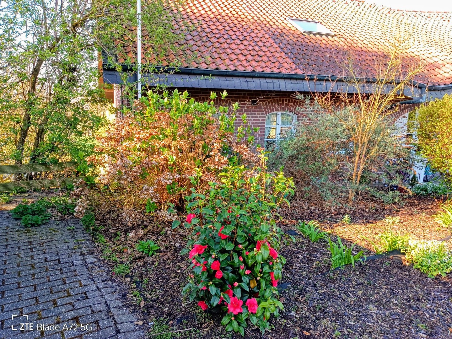 bg