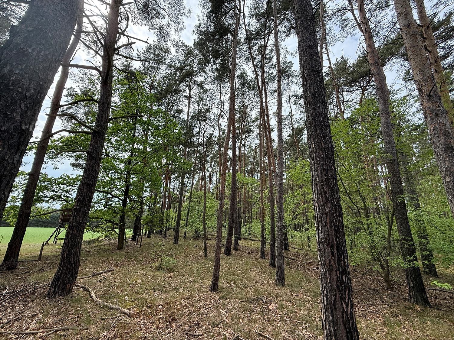 bg