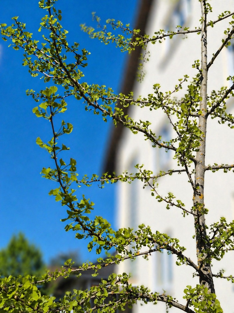 ***WO DAS GLÜCK ZUHAUSE IST – DER GINKGO HEISST SIE SCHONMAL HERZLICH WILLKOMMEN !*** – Eppertshausen – Bild 1 von 33