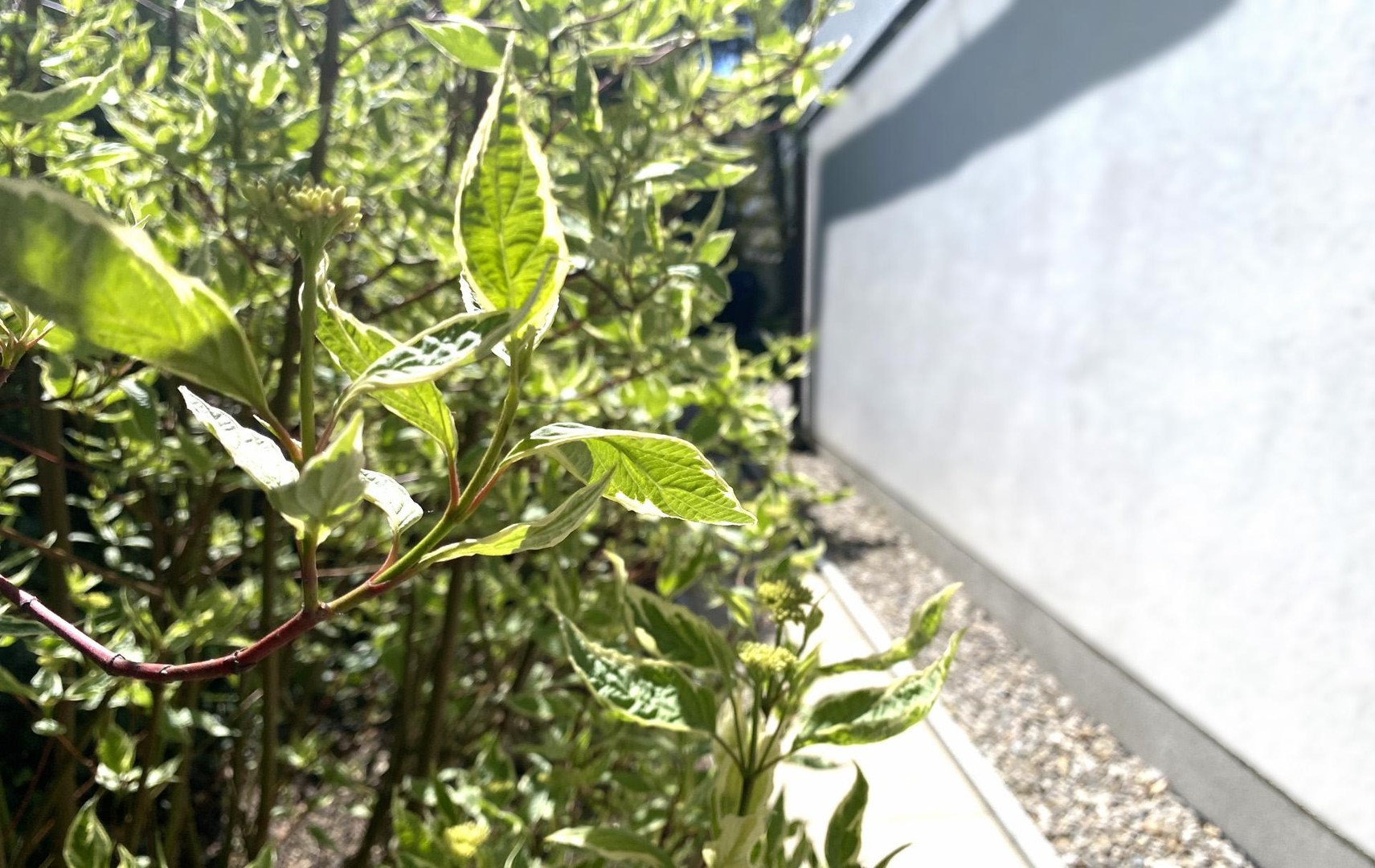 Lichtdurchflutete Gartenwohnung mit Hauscharakter in München Bogenhausen/Daglfing. Provisionsfrei – München – Vorschaubild 8