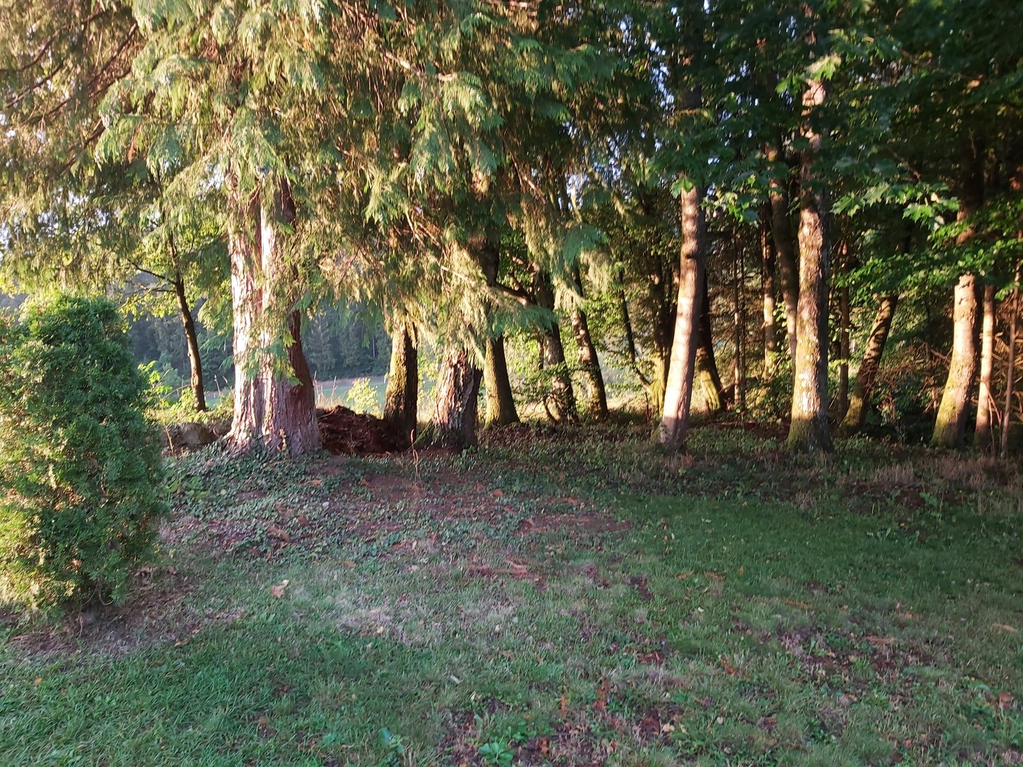 bg