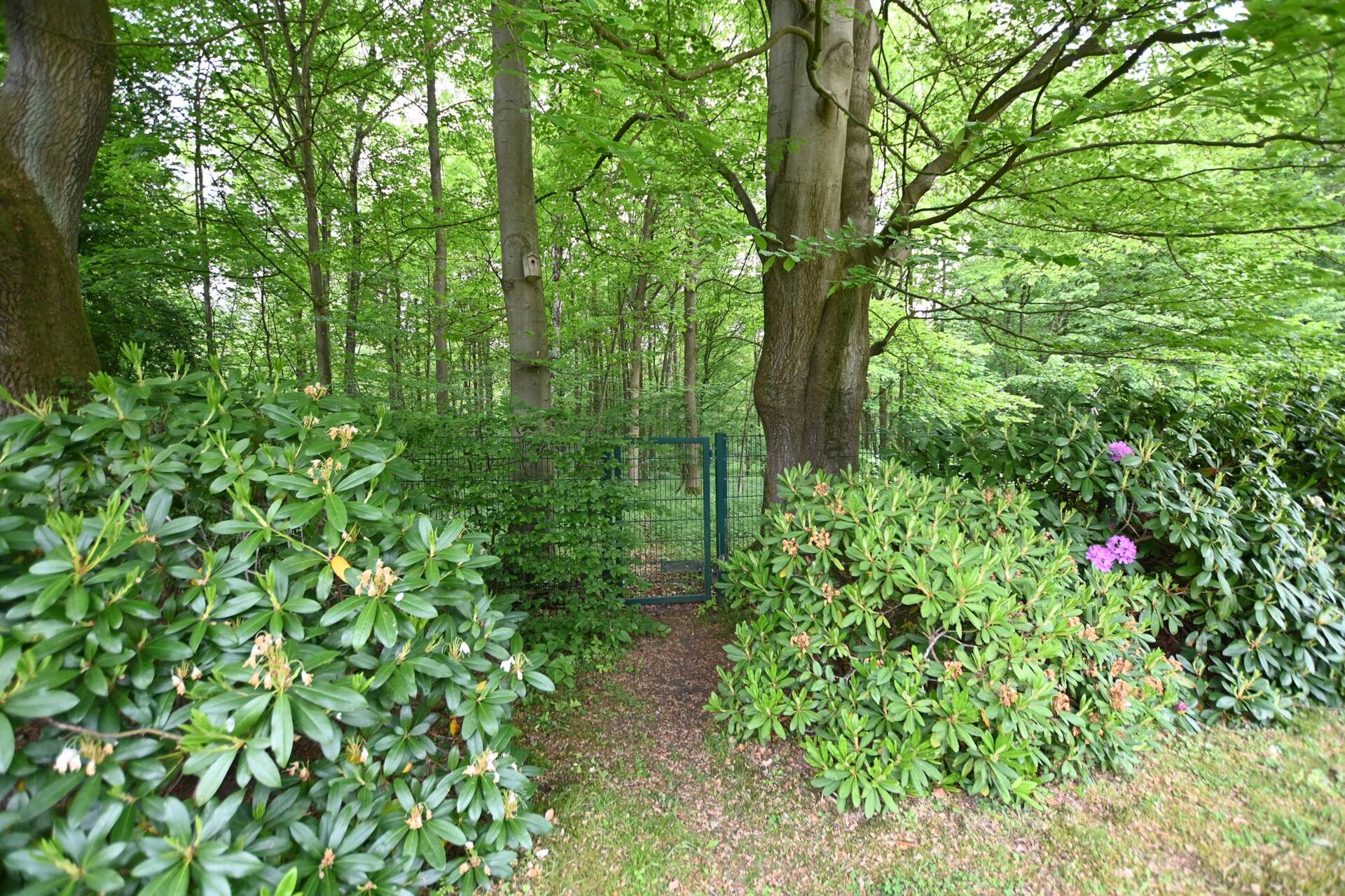 Attraktives Sanierungskonzept: Einfamilienhaus in besonderer Lage Volksdorf mit großem Grundstück – Hamburg – Vorschaubild 4