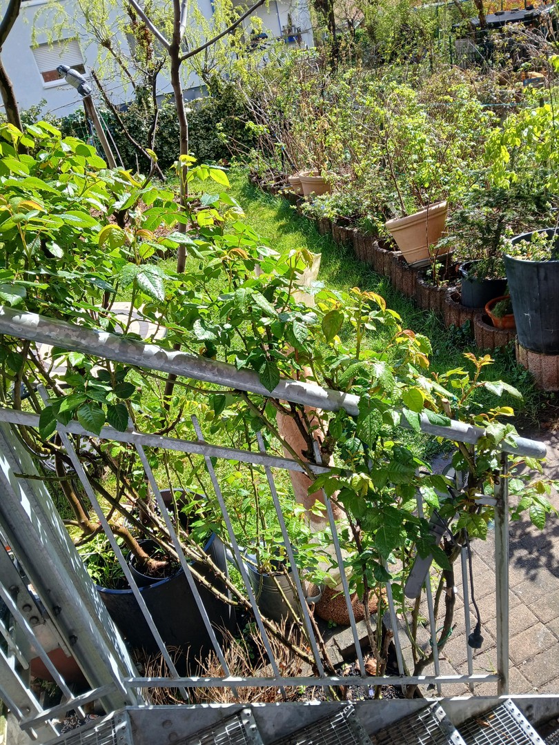 Ruhige Erdgeschosswohnung mit einmaligem Garten in zentraler Lage in der Unterwiehre – Freiburg – Vorschaubild 4