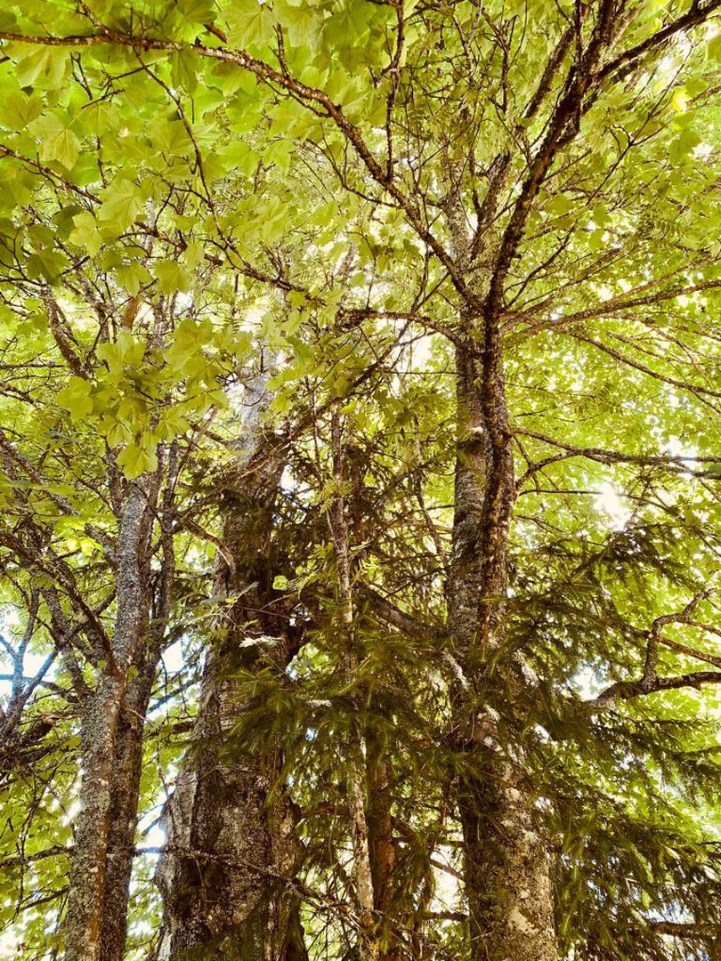 Traumhaus / Kleinod / Kraftquelle mit Naturzugang – Hinterzarten – Vorschaubild 40