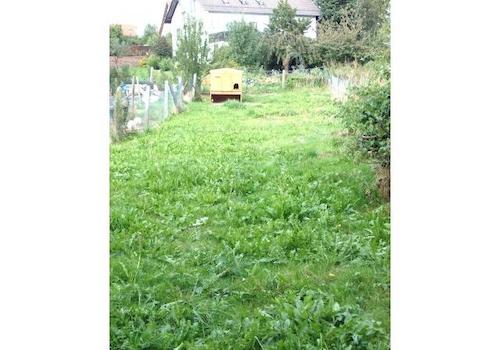 DER MÖGL. NUTZGARTEN ODER ALS KLEINE WEIDE -sep. mit zu kaufen möglich !!