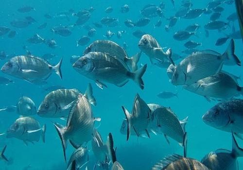 Fische im Meeresschutzgebiet vom Boot aus fotografiert