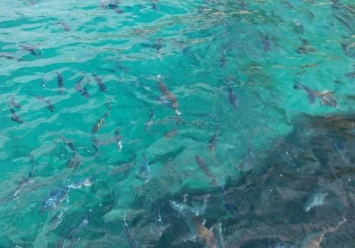 Fische im Meeresschutzgebiet vom Boot aus fotografiert