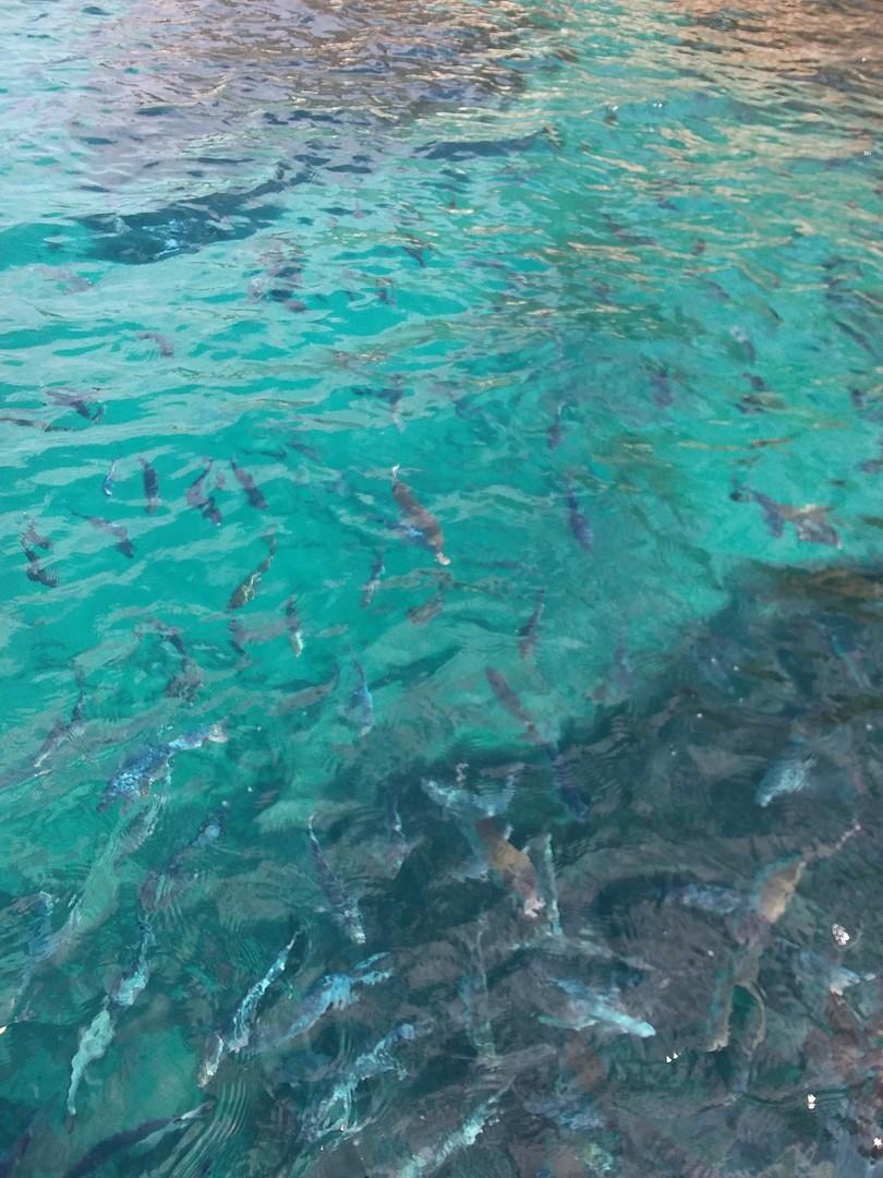 Fische im Meeresschutzgebiet vom Boot aus fotografiert