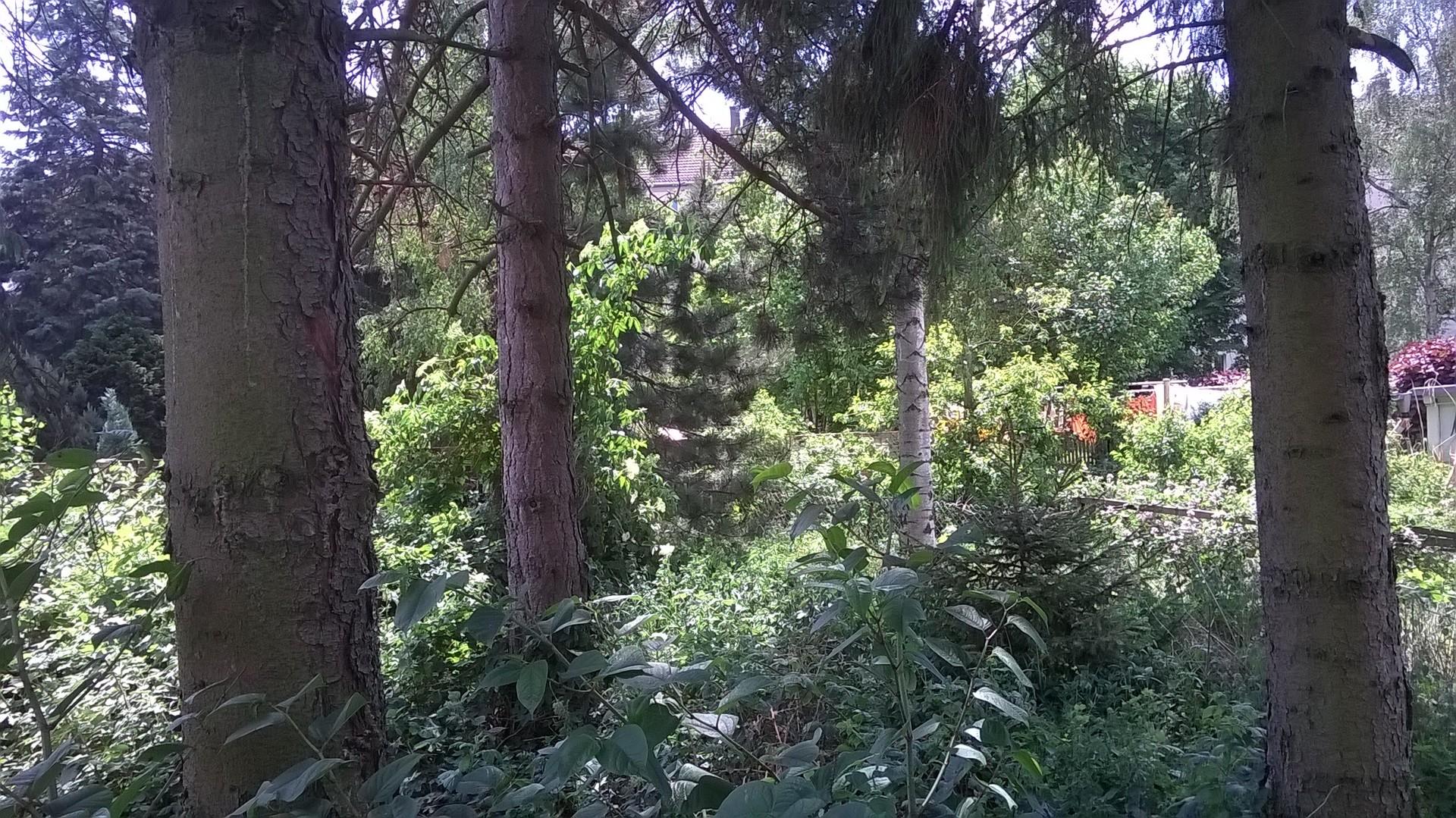 Wald mit Pachtland