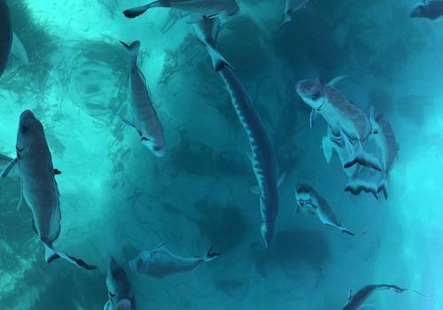 Fische mit Baraccuda