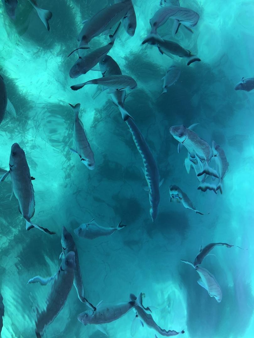 Fischschwarm an den Medes Inseln einem der ältesten Mittelmeerschutzgebiete