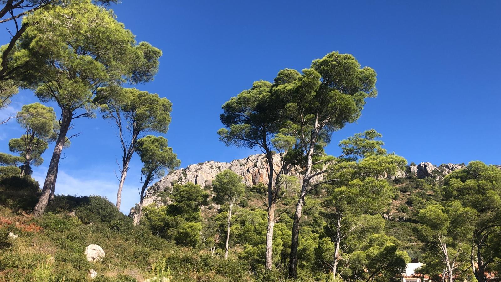 Blick zum Hausberg aus dem Garten / Nordseite