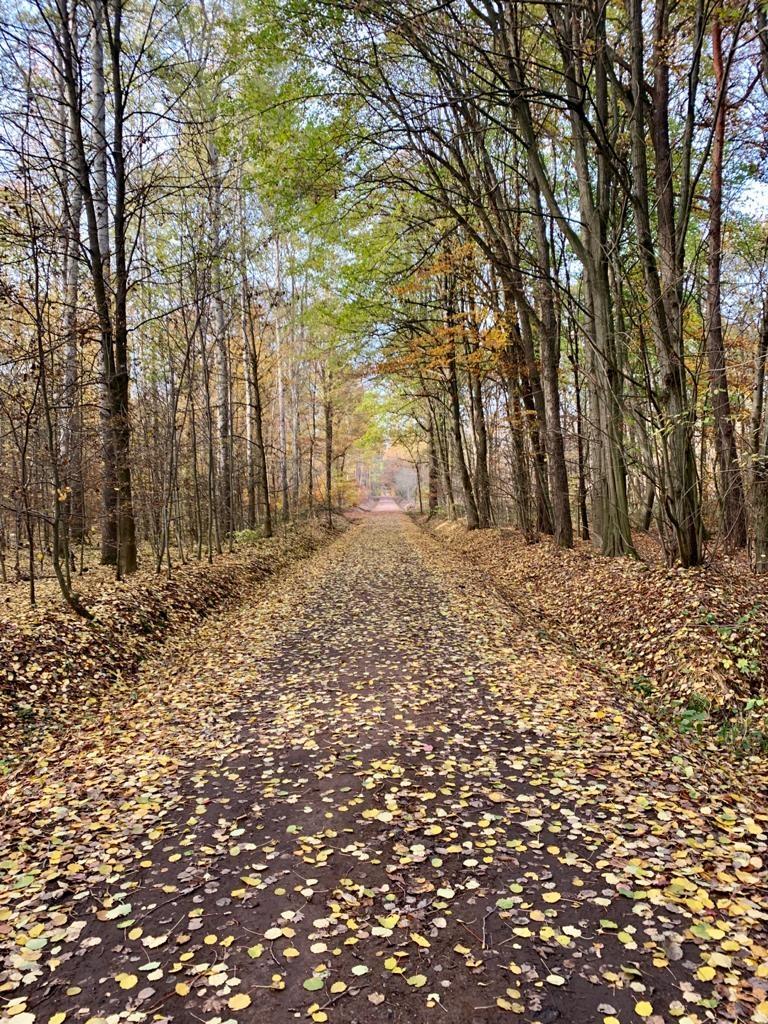 Waldgebiet Dahlener Heide