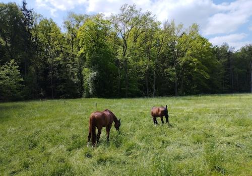 Pferdekoppel (westlich naben dem Grundstück)