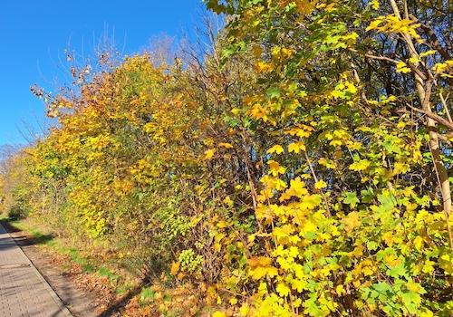 Blick auf das Grundstück