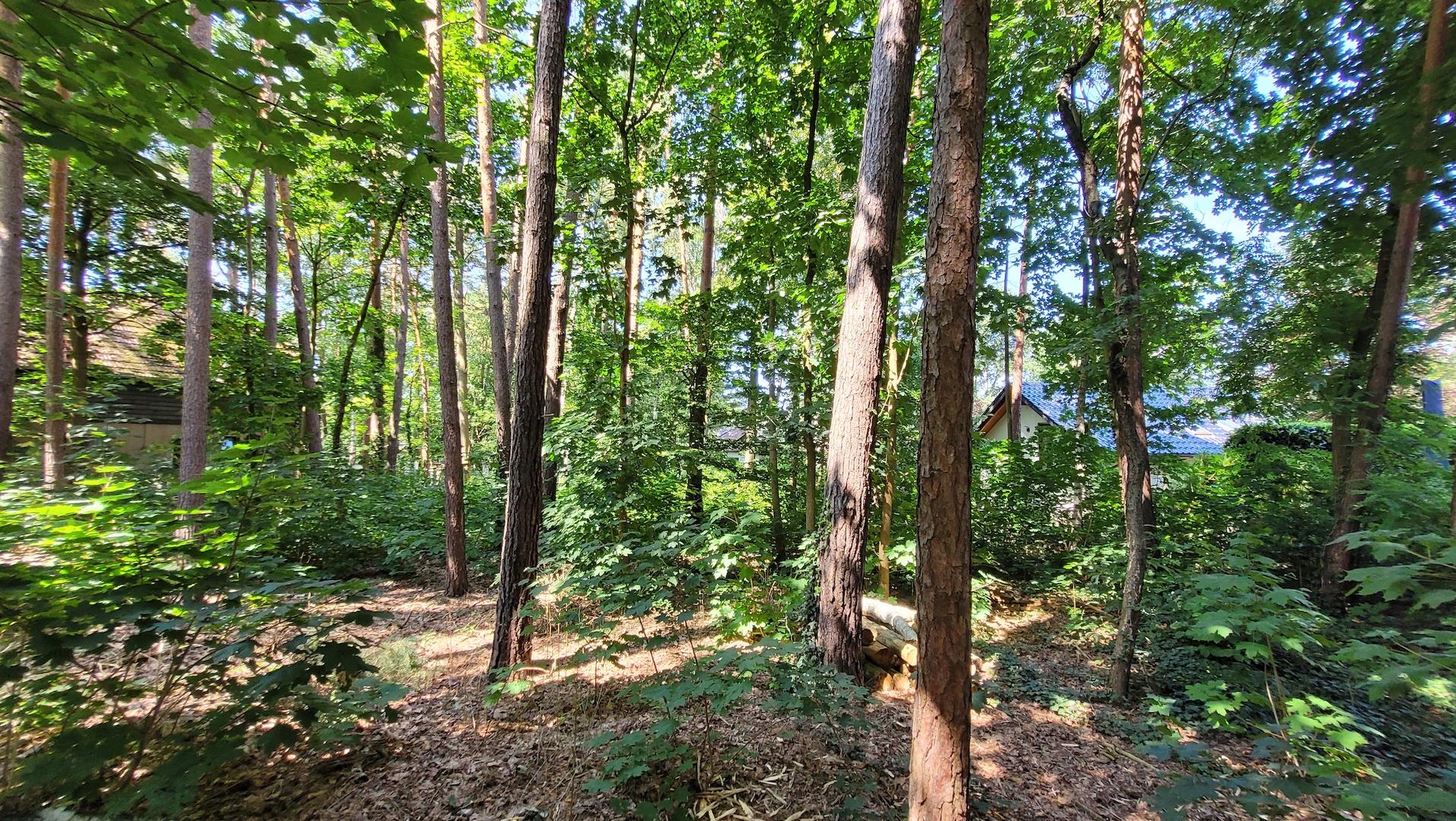 Baugrundstück mit Wald-Baum-Bestand
